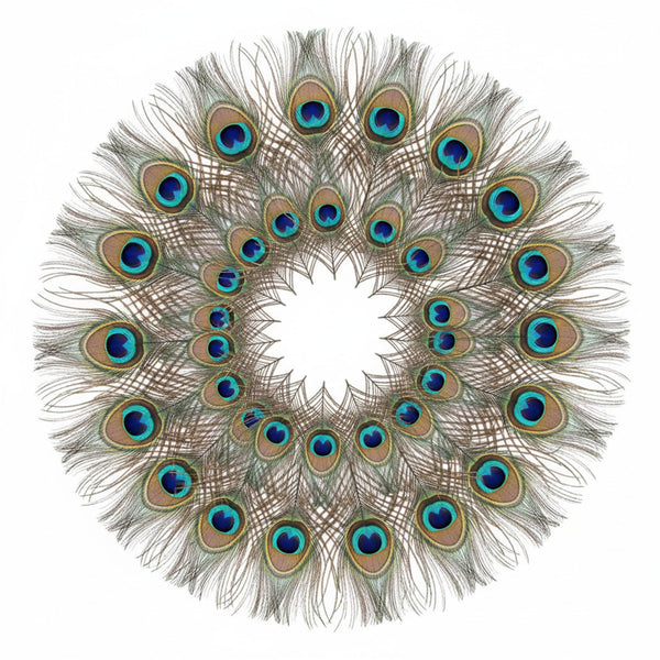 Peacock Feather | Original Mor Pankh (Set of 11 Tails) - Length Size 30 Inches