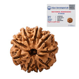 Original 9 Mukhi Rudraksha