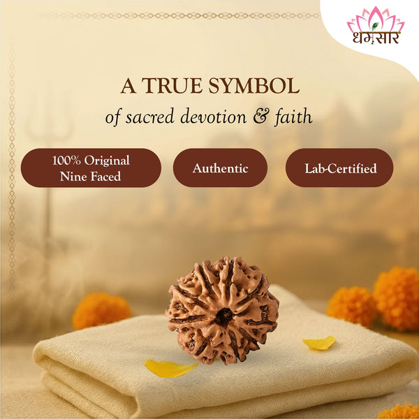 Original 9 Mukhi Rudraksha