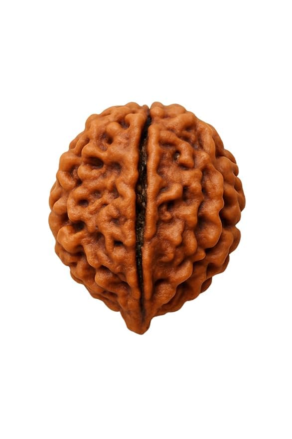 14 Rudraksha Mukhi OriginalBead | Lab Certified Natural Rudraksha