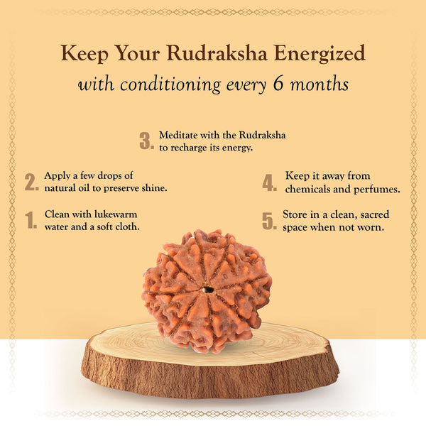 Original 9 Mukhi Rudraksha