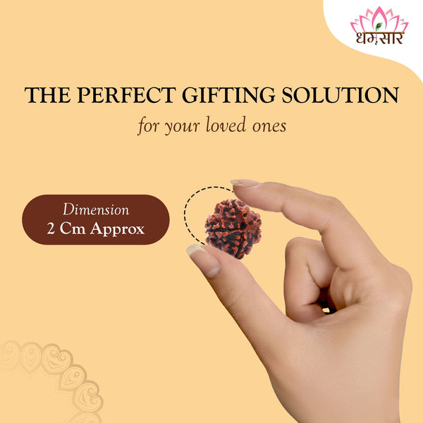 Original 6 Mukhi Rudraksha