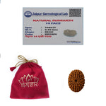 14 Rudraksha Mukhi OriginalBead | Lab Certified Natural Rudraksha